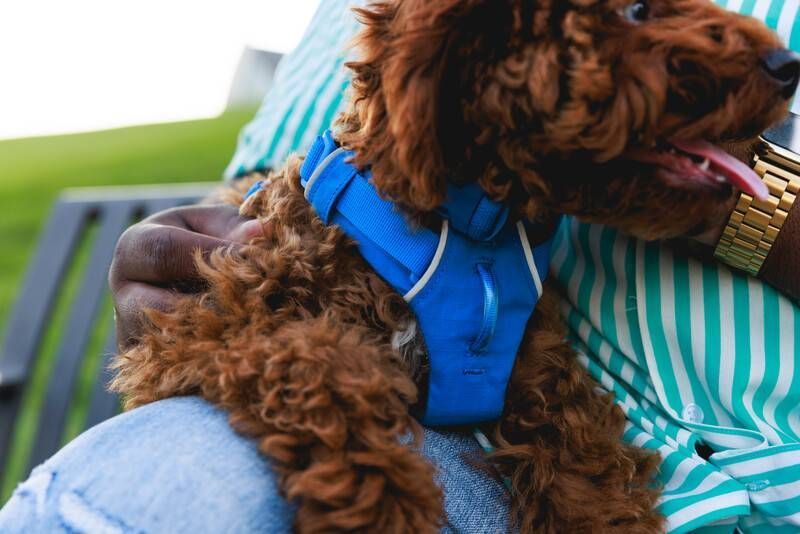 Повсякденний нашийник для собак Ruffwear Front Range&trade; 28-36 см Синій 30656 фото