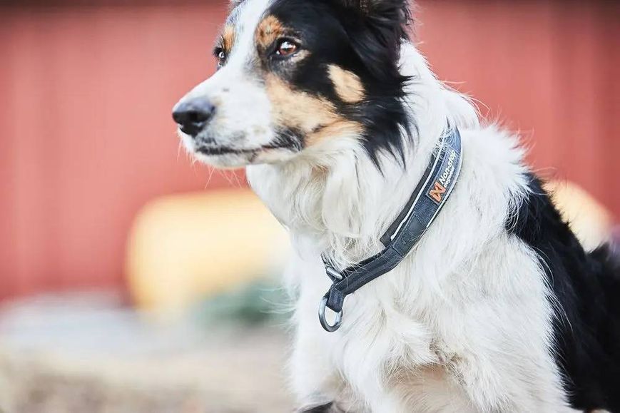 Ошейник для собак Cruise Non-stop dogwear Черный M 40429 фото
