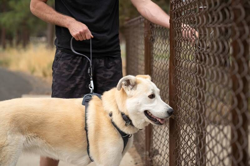 Короткий повідець для собак Ruffwear Front Range&trade; Сірий 30911 фото