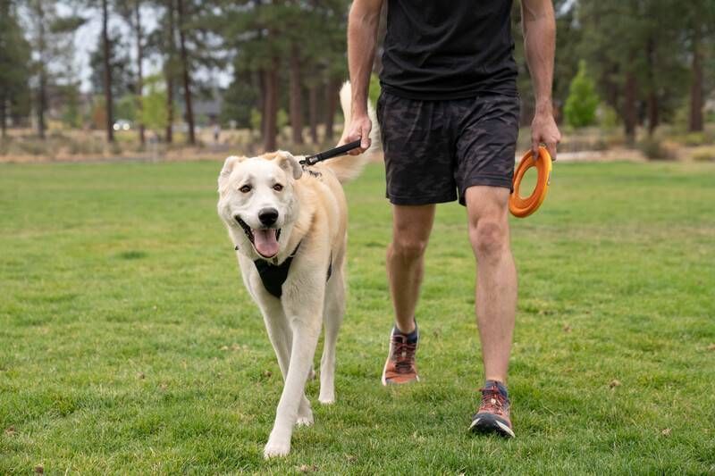 Короткий повідець для собак Ruffwear Front Range&trade; Сірий 30911 фото
