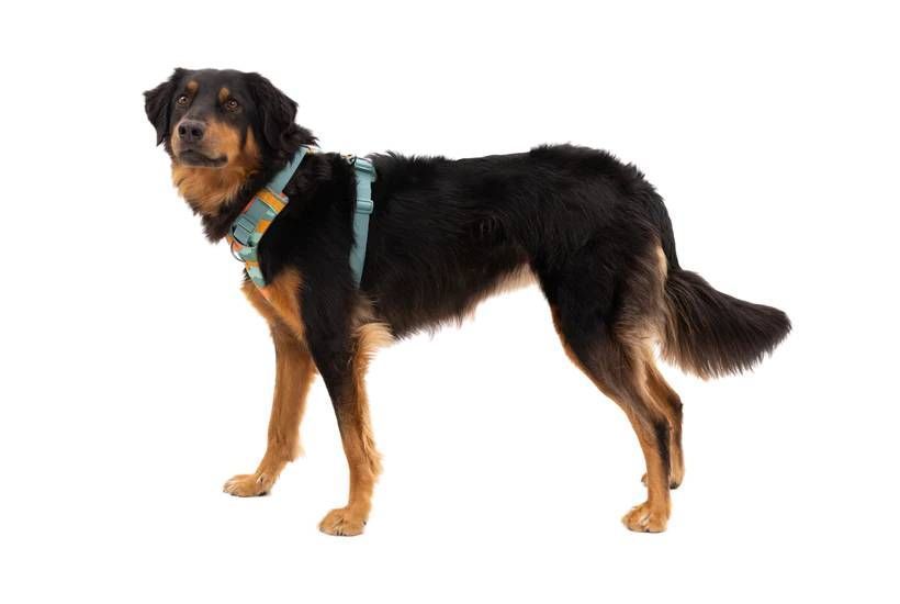 Повсякденна шлейка для собак Ruffwear Front Range&reg; M 69-81 см Зелений 30799 фото
