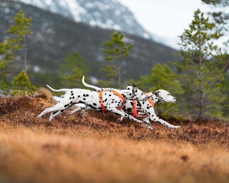 Шлейка для собак Line harness 5.0 Non-stop dogwear Помаранчевий 2 40625 фото