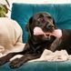 Жевательная игрушка с отверстием для вкусняшек для собак Beco Pets Treat Bone Розовый 31359 фото 3