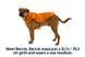 Теплая куртка для собак Ruffwear Quinzee&trade; XXS Оранжевый 30467 фото 2