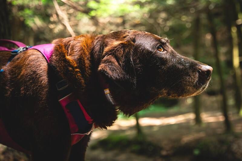 Легка шлейка для собак Ruffwear Flagline&trade; XXS 33-43 см Малиновий 30741 фото