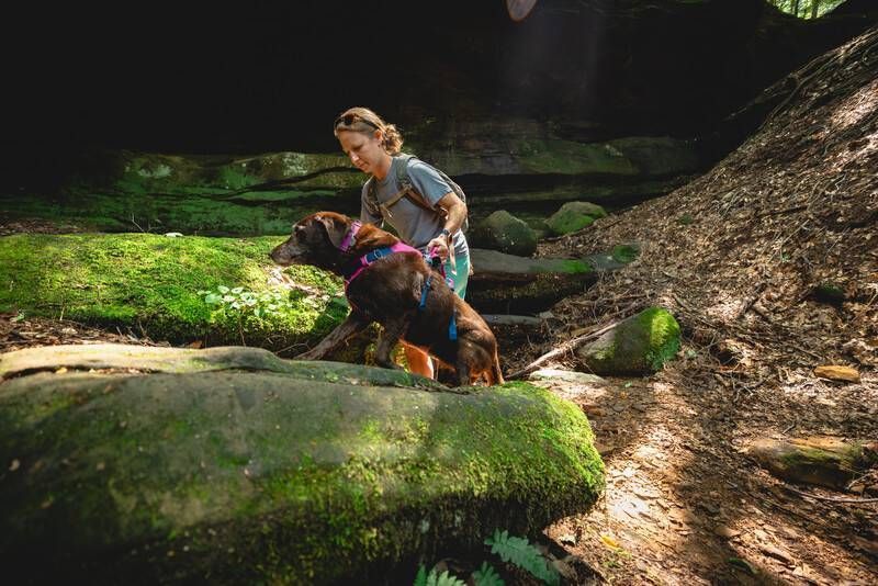 Легкая шлейка для собак Ruffwear Flagline&trade; XS 43-56 см Малиновый 30742 фото