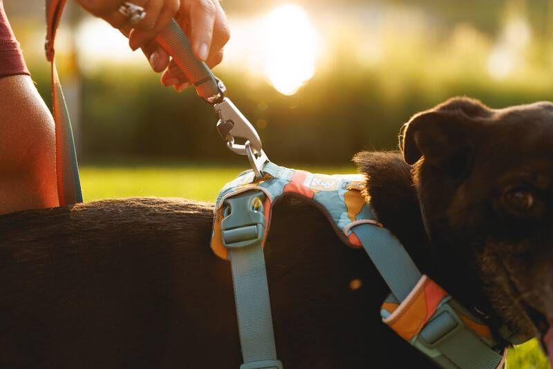 Повседневная шлейка для собак Ruffwear Front Range&reg; XS 43-56 см Бирюзово-оранжевый 30802 фото