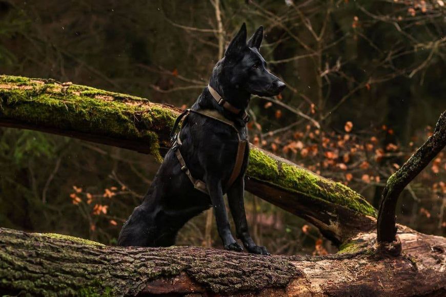 Шлея для собак Line harness grip WD Non-stop dogwear Оливковый 6 40741 фото