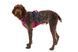 Легкая шлейка для собак Ruffwear Flagline&trade; S 56-69 см Малиновый 30743 фото 8