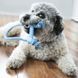 Игрушка для щенков KONG Puppy Goodie Bone с верёвкой Голубой XS 45447 фото 2
