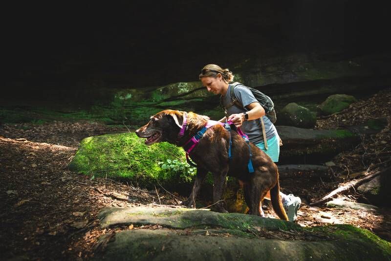 Легкая шлейка для собак Ruffwear Flagline&trade; S 56-69 см Малиновый 30743 фото