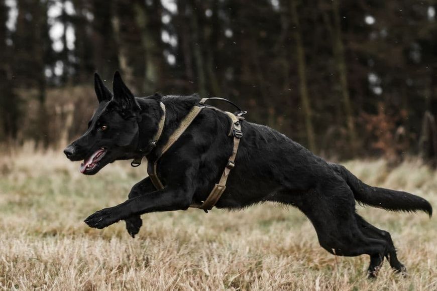 Шлейка для собак Line harness grip WD Non-stop dogwear Оливковий 7 40742 фото