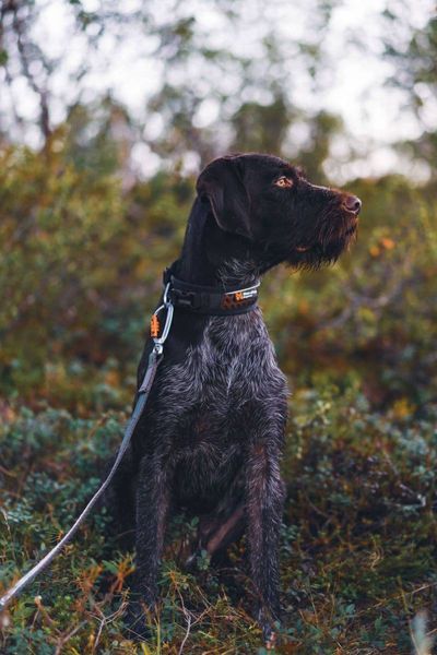 Регульований нашийник для собак Rock adjustable collar Non-stop dogwear Чорний/Помаранчевий M 40443 фото