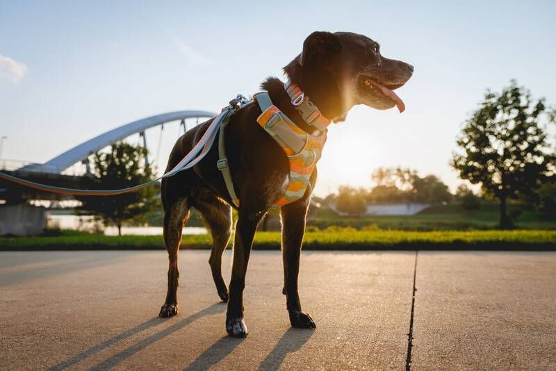 Повседневная шлейка для собак Ruffwear Front Range&reg; M 69-81 см Бирюзово-оранжевый 30804 фото