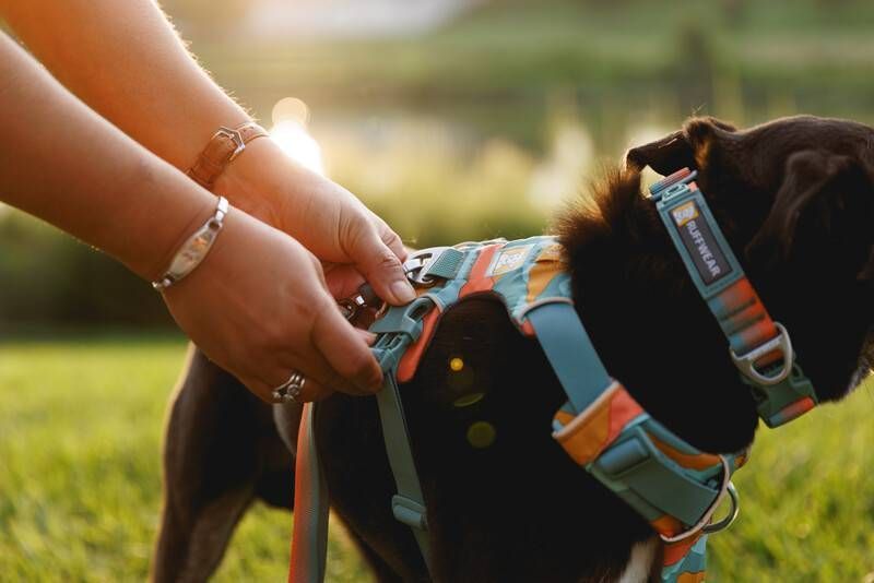 Повседневная шлейка для собак Ruffwear Front Range&reg; M 69-81 см Бирюзово-оранжевый 30804 фото
