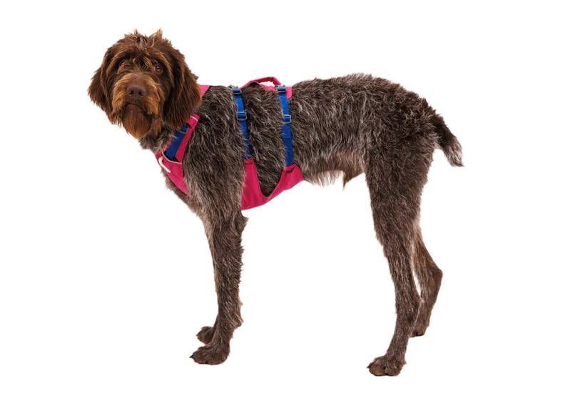 Легка шлейка для собак Ruffwear Flagline&trade; M 69-81 см Малиновий 30744 фото