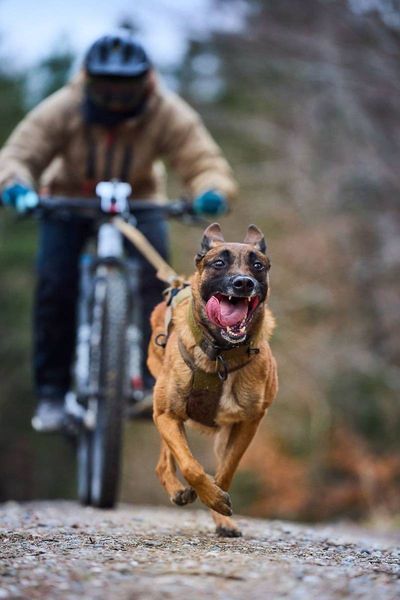 Шлея для собак Freemotion harness WD Non-stop dogwear Оливковый 4 40744 фото