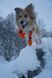Высокие ботинки для собак Contact bootie high Non-stop dogwear Оранжевый 3XS 4 Шт. 40344 фото 4