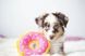 М'яка іграшка для собак пончик полуниці ZippyPaws Donutz Strawberry з пищалкою 28461 фото 5