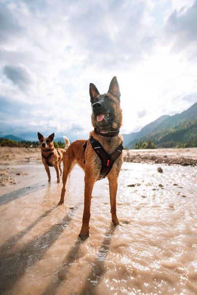Регульований нашийник для собак Rock adjustable collar Non-stop dogwear Чорний/Помаранчевий XL 40445 фото