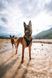 Регульований нашийник для собак Rock adjustable collar Non-stop dogwear Чорний/Помаранчевий XL 40445 фото 8