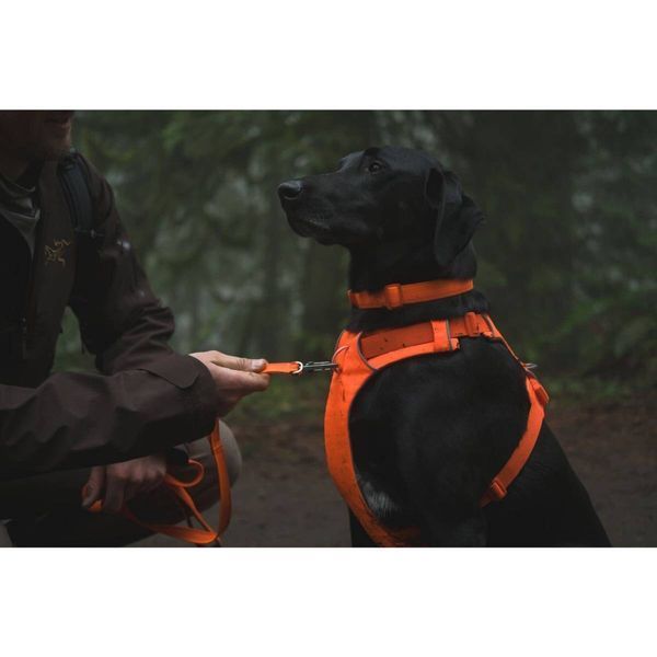 Повсякденний нашийник для собак Ruffwear Front Range&trade; 36-51 см Помаранчевий 41833 фото