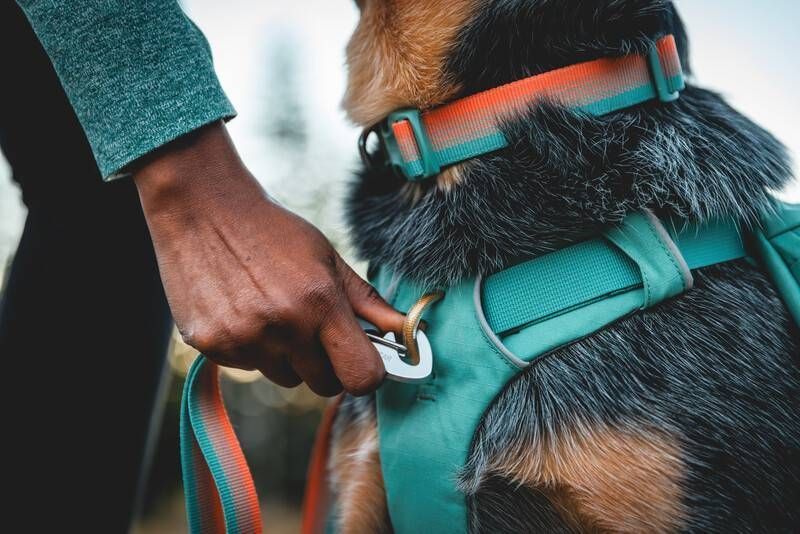 Повседневный ошейник для собак Ruffwear Front Range&trade; 36-51 см Оранжево-серый 30672 фото
