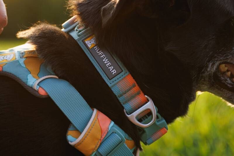 Повседневный ошейник для собак Ruffwear Front Range&trade; 36-51 см Оранжево-серый 30672 фото