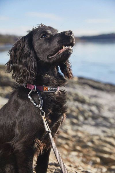 Нашийник для собак Tumble Non-stop dogwear Фіолетовий 2XS 40446 фото