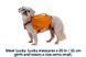 Шлейка-рюкзак для собак Ruffwear Approach&trade; XS Помаранчевий 30973 фото 3
