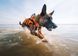 Рятувальний жилет для собак Safe life jacket 2.0 Non-stop dogwear Помаранчевий 2 40496 фото 8
