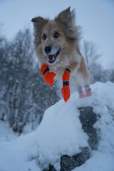Высокие ботинки для собак Contact bootie high Non-stop dogwear Оранжевый S 4 Шт. 40347 фото