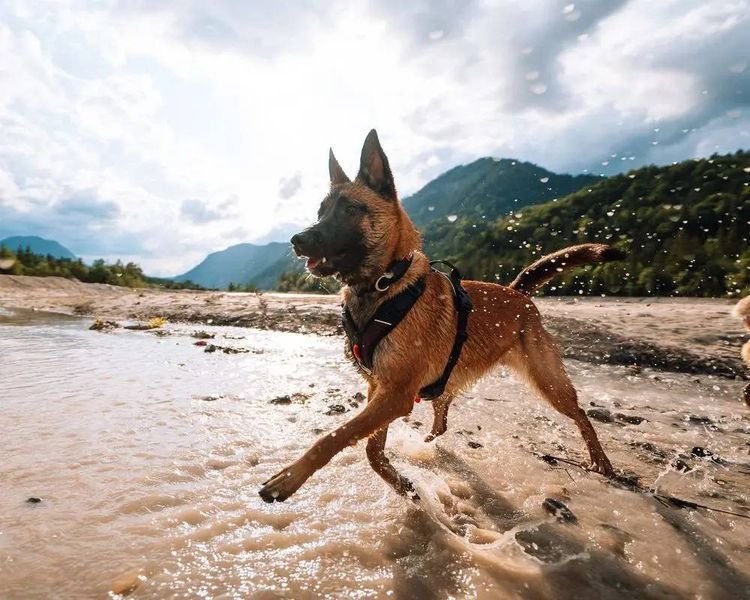 Шлея для собак Rock harness Non-stop dogwear Черный/Оранжевый S 40697 фото
