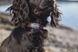 Нашийник для собак Tumble Non-stop dogwear Фіолетовий XS 40447 фото 2