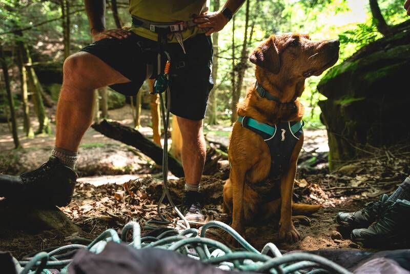 Легка шлейка для собак Ruffwear Flagline&trade; S 56-69 см Сірий 30748 фото