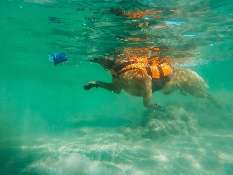 Рятувальний жилет для собак Safe life jacket 2.0 Non-stop dogwear Помаранчевий 3 40497 фото