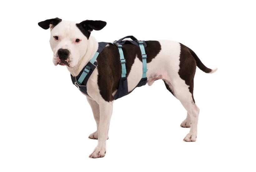 Легка шлейка для собак Ruffwear Flagline&trade; S 56-69 см Сірий 30748 фото