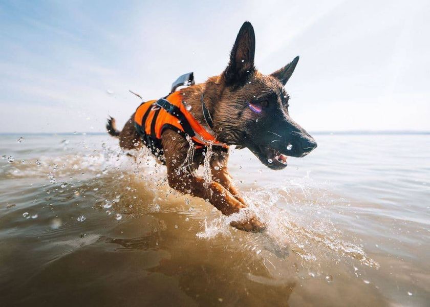 Рятувальний жилет для собак Safe life jacket 2.0 Non-stop dogwear Помаранчевий 3 40497 фото