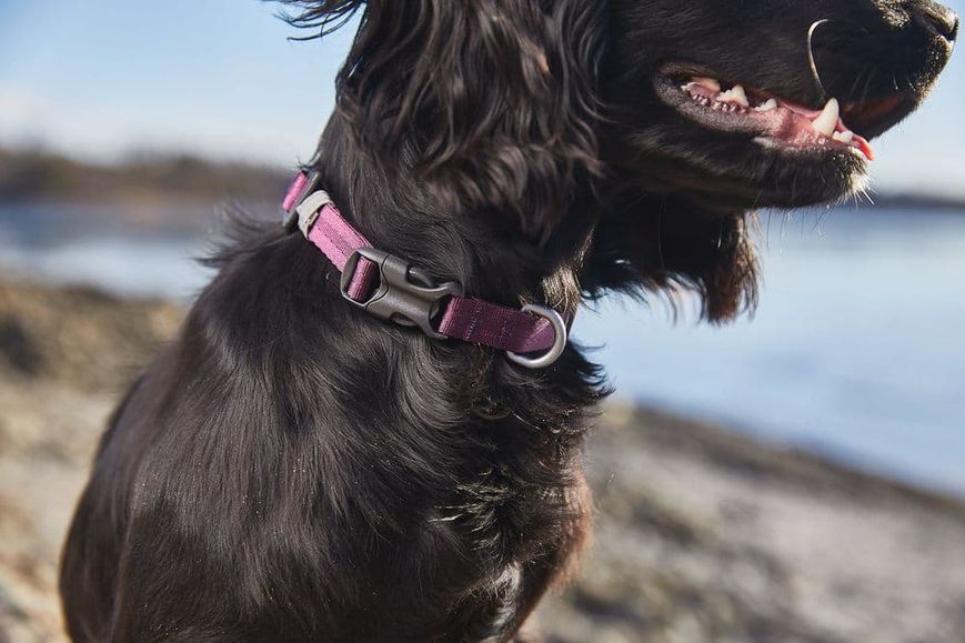 Нашийник для собак Tumble Non-stop dogwear Фіолетовий XS 40447 фото