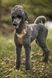 Шлейка для собак пом'якшена Hurtta Weekend Warrior 80-100 см Бежевий 31636 фото 4