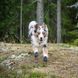 Черевики для собак Protector bootie Non-stop dogwear Чорний/Помаранчевий XL 4 Шт. 40330 фото 4