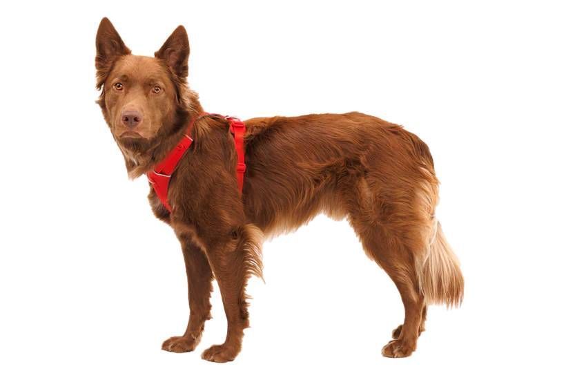 Повсякденна шлейка для собак Ruffwear Front Range&reg; XXS 33-43 см Червоний 30791 фото