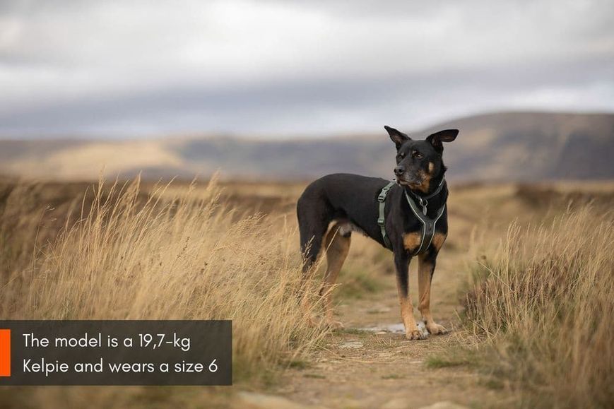 Шлейка для собак Line harness 5.0 Non-stop dogwear Зелений 1 40616 фото