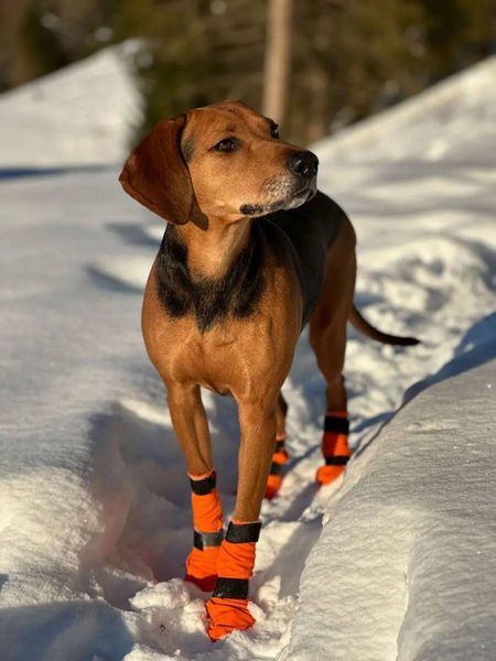 Високі черевики для собак Contact bootie high Non-stop dogwear Помаранчевий м 4 Шт. 40348 фото