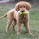 Іграшка для собак Kong Airdog Squeaker Dumbbell Жовтий L 45398 фото 2