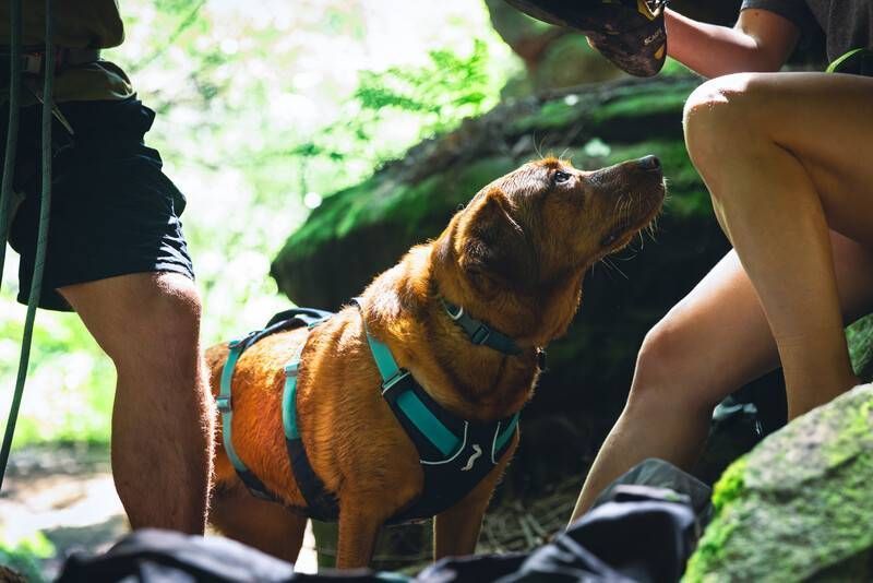 Легкая шлейка для собак Ruffwear Flagline&trade; M 69-81 см Серый 30749 фото