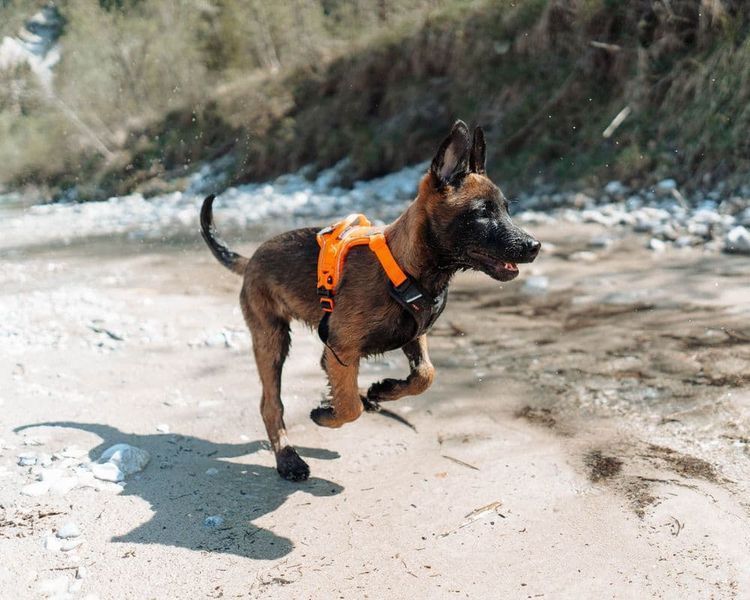Шлея для собак Ramble harness Non-stop dogwear Черный/Оранжевый XS 40585 фото
