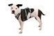 Легкая шлейка для собак Ruffwear Flagline&trade; L/XL 81-107 см Серый 30750 фото 6