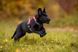 Шлея для собак Ramble harness Non-stop dogwear Черный/Оранжевый XS 40585 фото 3