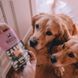 Печиво для собак Beco Pets Кеш'ю з гарбузовим насінням і морквою 70 г (рослинний білок) 31366 фото 4